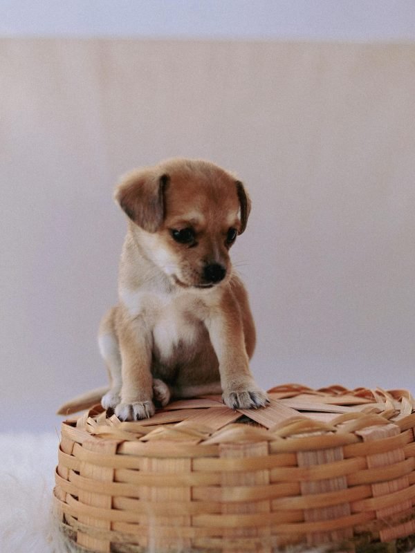 pexels-wanas-rosa-1295016-27781906